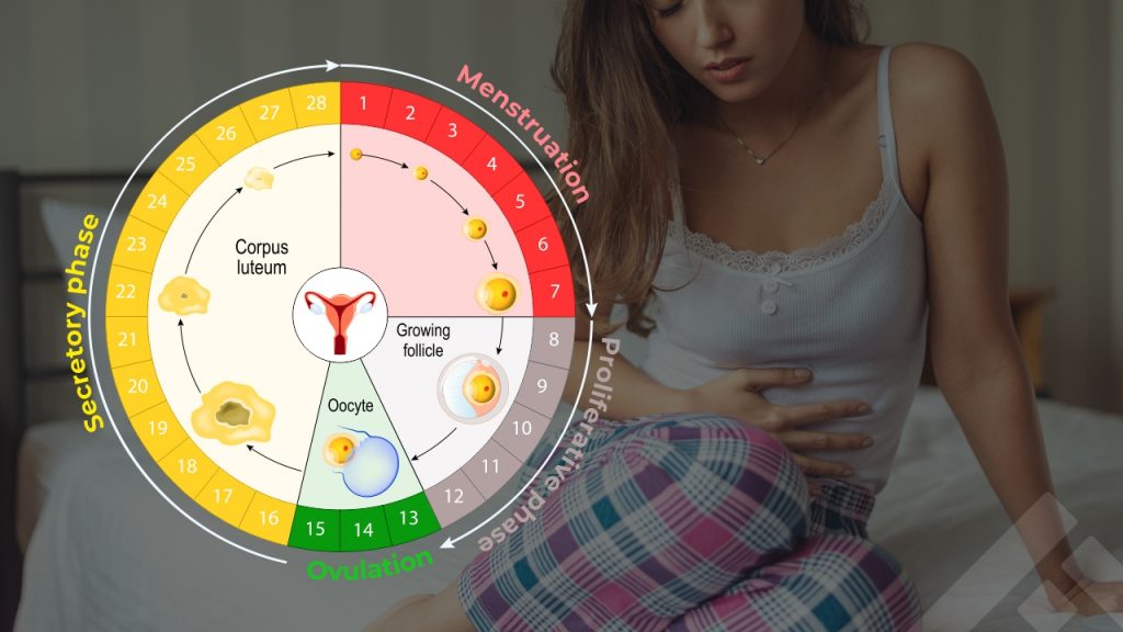 menstruation cycle phases