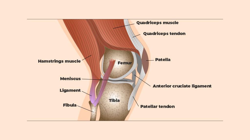 anatomical structure of the knee