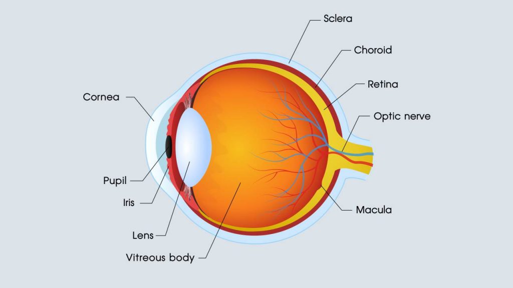 parts of the eye