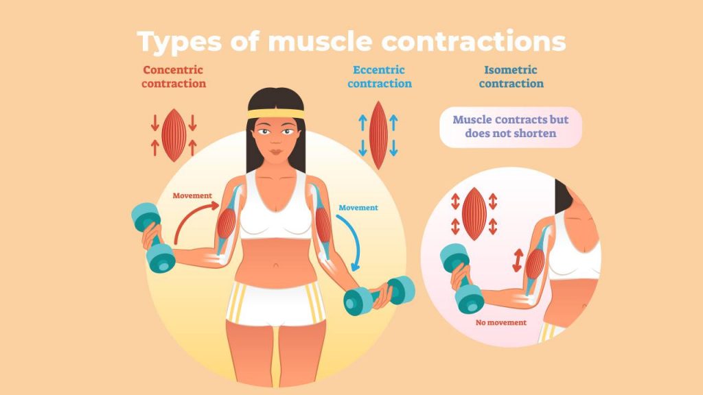 types of muscle contractions