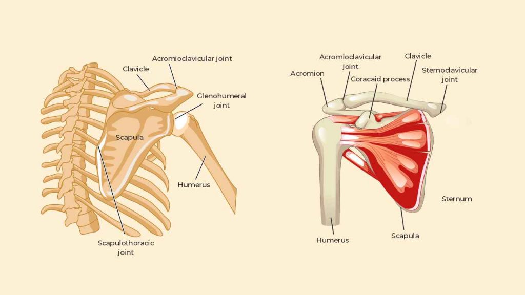 An illustration of the shoulder joint