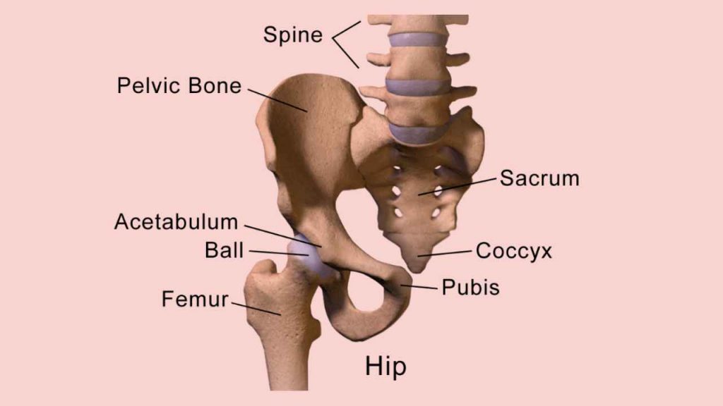 bones of the hip