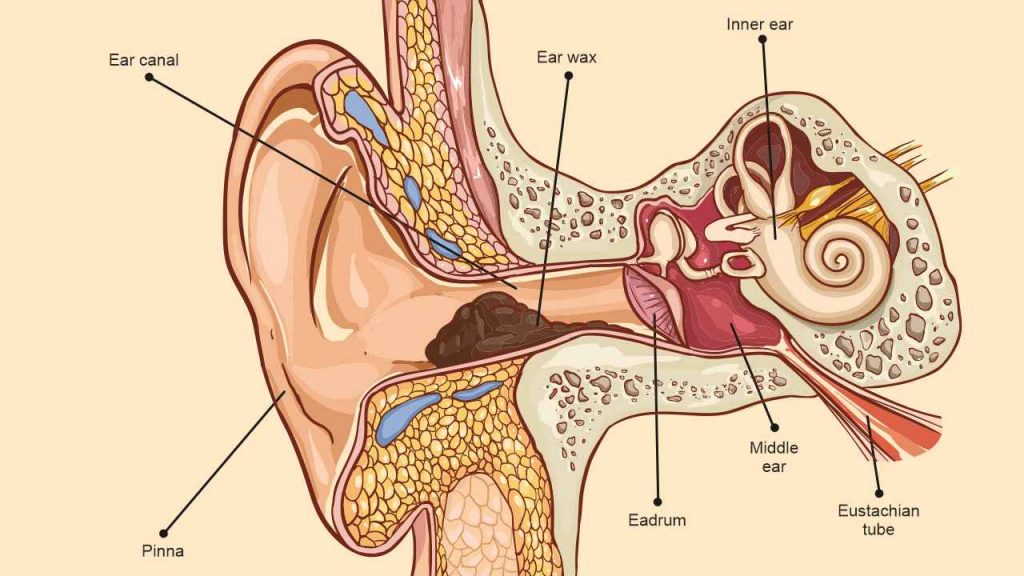 ear anatomy showing earwax