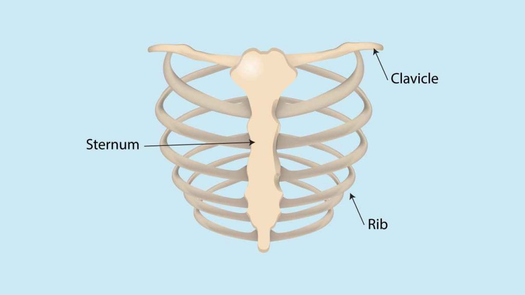 Clavicle bone - An L- shaped double curved bone, often termed as the collarbone.