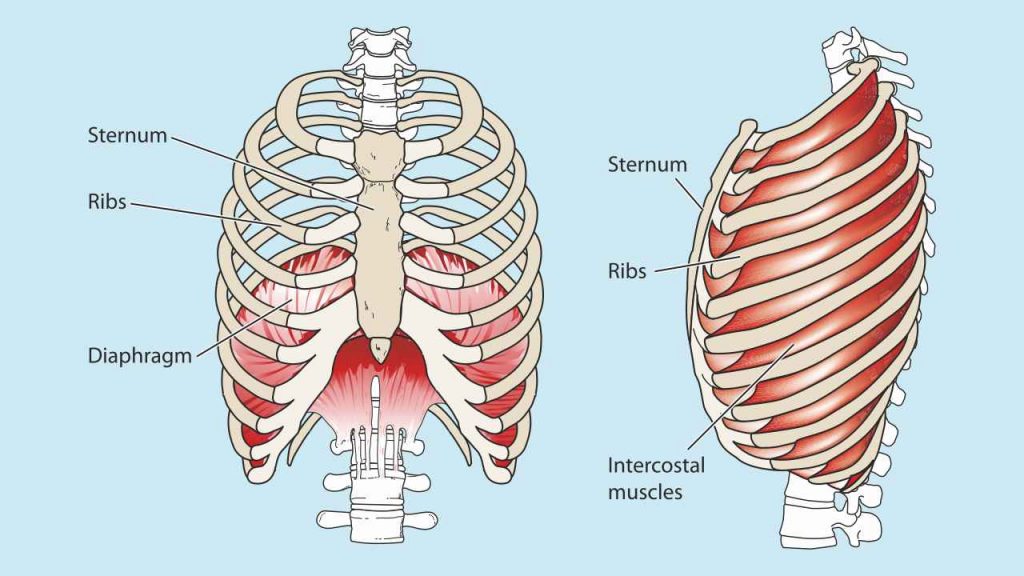Intercostal muscles- A group of several muscles that run between the ribs.