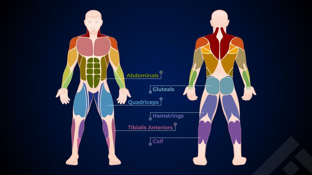 Major muscle groups