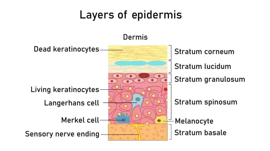Layers of epidermis