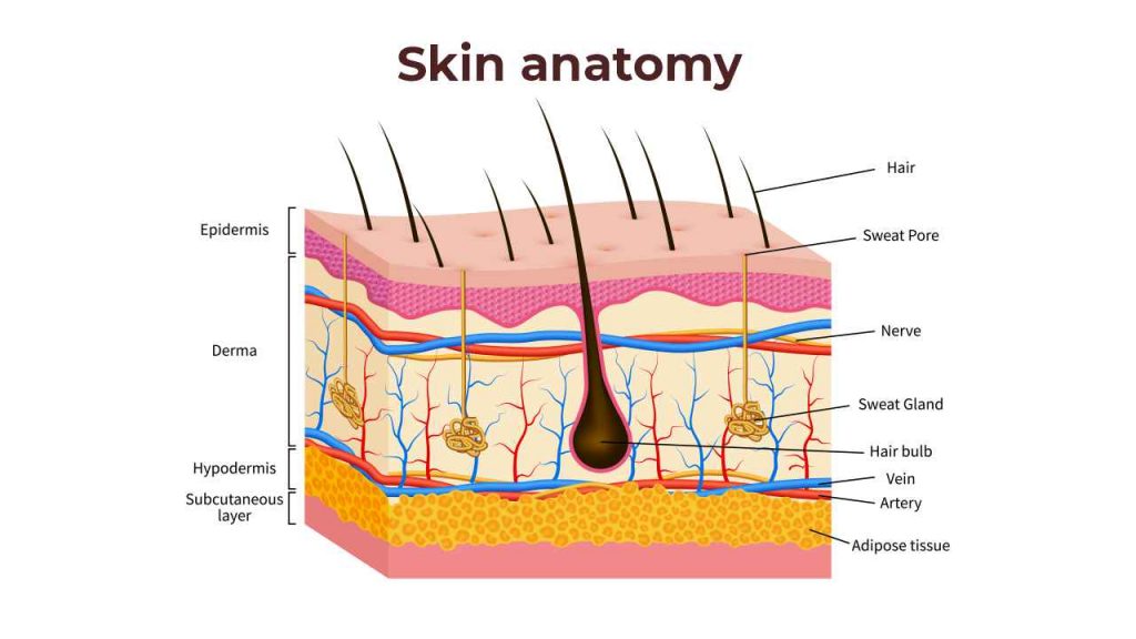 Skin anatomy - An illustration