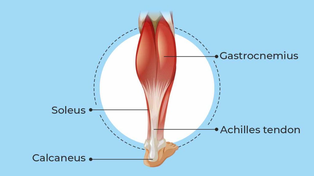 Achilles tendon: Important body parts that connect there: An illustration